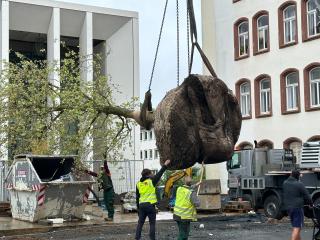 Grüner Zuwachs im Biegenviertel